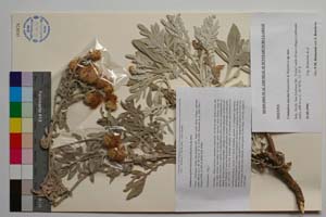 Centaurea erycina Raimondo & Bancheva [ SOMXXXXX0411] (c) Institute of Biodiversity and Ecosystem Research, BAS — Vascular Plants and Mosses Collections (SOM)