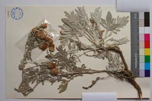 Centaurea erycina Raimondo & Bancheva [ SOMXXXXX0411] (2) (c) Institute of Biodiversity and Ecosystem Research, BAS — Vascular Plants and Mosses Collections (SOM)
