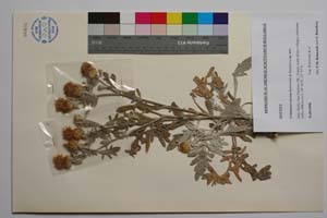 Centaurea erycina Raimondo & Bancheva [ SOMXXXXX0412] (c) Institute of Biodiversity and Ecosystem Research, BAS — Vascular Plants and Mosses Collections (SOM)