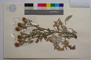 Centaurea erycina Raimondo & Bancheva [ SOMXXXXX0412] (2) (c) Institute of Biodiversity and Ecosystem Research, BAS — Vascular Plants and Mosses Collections (SOM)
