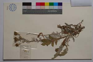 Centaurea saccensis Raimondo, Bancheva & Ilardi [ SOMXXXXX0413] (2) (c) Institute of Biodiversity and Ecosystem Research, BAS — Vascular Plants and Mosses Collections (SOM)