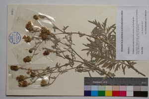 Centaurea saccensis Raimondo, Bancheva & Ilardi [ SOMXXXXX0414] (c) Institute of Biodiversity and Ecosystem Research, BAS — Vascular Plants and Mosses Collections (SOM)