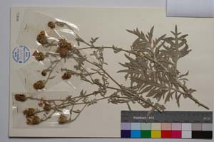 Centaurea saccensis Raimondo, Bancheva & Ilardi [ SOMXXXXX0414] (2) (c) Institute of Biodiversity and Ecosystem Research, BAS — Vascular Plants and Mosses Collections (SOM)