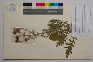 Centaurea saccensis Raimondo, Bancheva & Ilardi [ SOMXXXXX0415] (c) Institute of Biodiversity and Ecosystem Research, BAS — Vascular Plants and Mosses Collections (SOM)