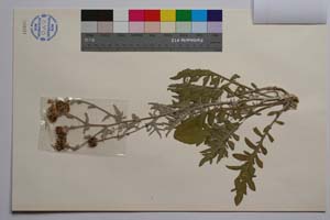 Centaurea saccensis Raimondo, Bancheva & Ilardi [ SOMXXXXX0415] (2) (c) Institute of Biodiversity and Ecosystem Research, BAS — Vascular Plants and Mosses Collections (SOM)
