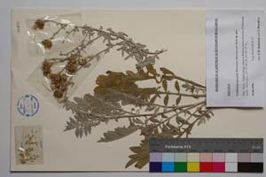 Centaurea saccensis Raimondo, Bancheva & Ilardi [ SOMXXXXX0416] (c) Institute of Biodiversity and Ecosystem Research, BAS — Vascular Plants and Mosses Collections (SOM)