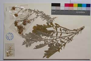 Centaurea saccensis Raimondo, Bancheva & Ilardi [ SOMXXXXX0416] (2) (c) Institute of Biodiversity and Ecosystem Research, BAS — Vascular Plants and Mosses Collections (SOM)