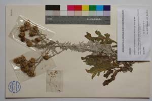 Centaurea saccensis Raimondo, Bancheva & Ilardi [ SOMXXXXX0417] (c) Institute of Biodiversity and Ecosystem Research, BAS — Vascular Plants and Mosses Collections (SOM)