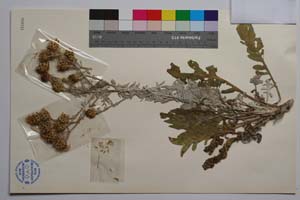 Centaurea saccensis Raimondo, Bancheva & Ilardi [ SOMXXXXX0417] (2) (c) Institute of Biodiversity and Ecosystem Research, BAS — Vascular Plants and Mosses Collections (SOM)
