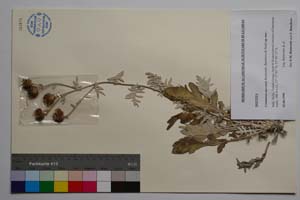 Centaurea saccensis Raimondo, Bancheva & Ilardi [ SOMXXXXX0418] (c) Institute of Biodiversity and Ecosystem Research, BAS — Vascular Plants and Mosses Collections (SOM)