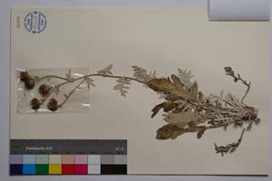 Centaurea saccensis Raimondo, Bancheva & Ilardi [ SOMXXXXX0418] (2) (c) Institute of Biodiversity and Ecosystem Research, BAS — Vascular Plants and Mosses Collections (SOM)