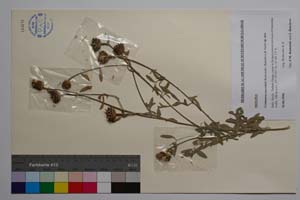 Centaurea saccensis Raimondo, Bancheva & Ilardi [ SOMXXXXX0419] (c) Institute of Biodiversity and Ecosystem Research, BAS — Vascular Plants and Mosses Collections (SOM)