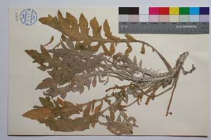 Centaurea saccensis Raimondo, Bancheva & Ilardi [ SOMXXXXX0419] (2) (c) Institute of Biodiversity and Ecosystem Research, BAS — Vascular Plants and Mosses Collections (SOM)