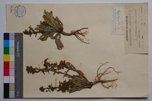 Campanula sibirica L. [ SOMXXXXX0420] (c) Institute of Biodiversity and Ecosystem Research, BAS — Vascular Plants and Mosses Collections (SOM)