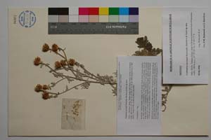 Centaurea saccensis Raimondo, Bancheva & Ilardi [ SOMXXXXX0421] (c) Institute of Biodiversity and Ecosystem Research, BAS — Vascular Plants and Mosses Collections (SOM)