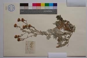 Centaurea saccensis Raimondo, Bancheva & Ilardi [ SOMXXXXX0421] (2) (c) Institute of Biodiversity and Ecosystem Research, BAS — Vascular Plants and Mosses Collections (SOM)
