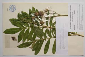 Centaurea wagenitziana Bancheva & Kit Tan [ SOMXXXXX0422] (c) Institute of Biodiversity and Ecosystem Research, BAS — Vascular Plants and Mosses Collections (SOM)