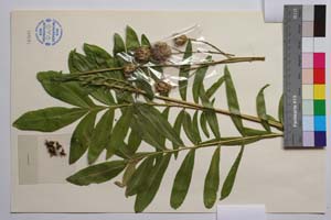 Centaurea wagenitziana Bancheva & Kit Tan [ SOMXXXXX0422] (2) (c) Institute of Biodiversity and Ecosystem Research, BAS — Vascular Plants and Mosses Collections (SOM)