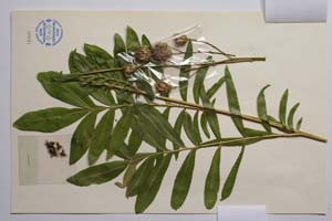 Centaurea wagenitziana Bancheva & Kit Tan [ SOMXXXXX0422] (3) (c) Institute of Biodiversity and Ecosystem Research, BAS — Vascular Plants and Mosses Collections (SOM)