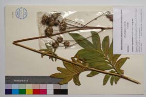 Centaurea wagenitziana Bancheva & Kit Tan [ SOMXXXXX0423] (c) Institute of Biodiversity and Ecosystem Research, BAS — Vascular Plants and Mosses Collections (SOM)