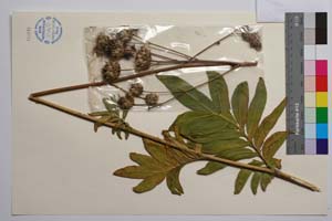 Centaurea wagenitziana Bancheva & Kit Tan [ SOMXXXXX0423] (2) (c) Institute of Biodiversity and Ecosystem Research, BAS — Vascular Plants and Mosses Collections (SOM)