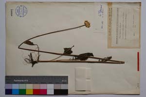 Seratula heterophylla Dsf. [ SOMXXXXX0424] (c) Institute of Biodiversity and Ecosystem Research, BAS — Vascular Plants and Mosses Collections (SOM)