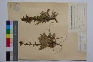 Campanula sibirica L. [ SOMXXXXX0425] (c) Institute of Biodiversity and Ecosystem Research, BAS — Vascular Plants and Mosses Collections (SOM)