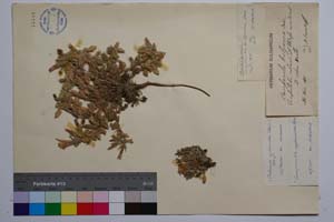 Campanula bulgarica Dav. [ SOMXXXXX0426] (c) Institute of Biodiversity and Ecosystem Research, BAS — Vascular Plants and Mosses Collections (SOM)