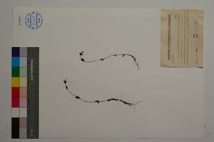 Veronica serpyllifolia L. var. glabra D. Dimitrov [ SOMXXXXX0428] (c) Institute of Biodiversity and Ecosystem Research, BAS — Vascular Plants and Mosses Collections (SOM)