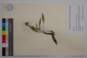 Cyanus eflanensis Kaya & Bancheva [ SOMXXXXX0429] (c) Institute of Biodiversity and Ecosystem Research, BAS — Vascular Plants and Mosses Collections (SOM)