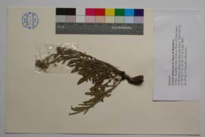 Cyanus eflanensis Kaya & Bancheva [ SOMXXXXX0430] (c) Institute of Biodiversity and Ecosystem Research, BAS — Vascular Plants and Mosses Collections (SOM)