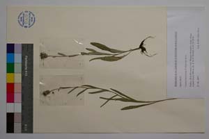 Cyanus banchevae Kaya [ SOMXXXXX0431] (c) Institute of Biodiversity and Ecosystem Research, BAS — Vascular Plants and Mosses Collections (SOM)