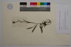 Cyanus banchevae Kaya [ SOMXXXXX0432] (c) Institute of Biodiversity and Ecosystem Research, BAS — Vascular Plants and Mosses Collections (SOM)