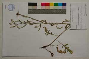 Centaurea aytugi Bancheva & Kaya [ SOMXXXXX0433] (c) Institute of Biodiversity and Ecosystem Research, BAS — Vascular Plants and Mosses Collections (SOM)
