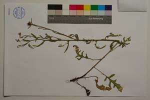 Centaurea aytugi Bancheva & Kaya [ SOMXXXXX0433] (2) (c) Institute of Biodiversity and Ecosystem Research, BAS — Vascular Plants and Mosses Collections (SOM)
