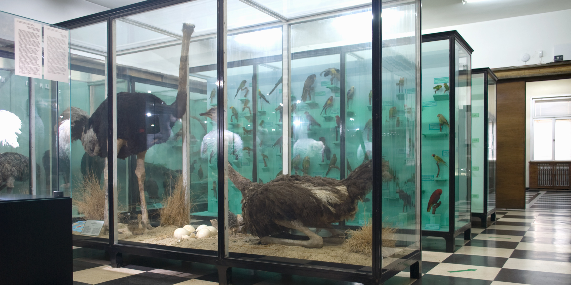 Hall 8 - Birds. Photo: (c) NMNHS