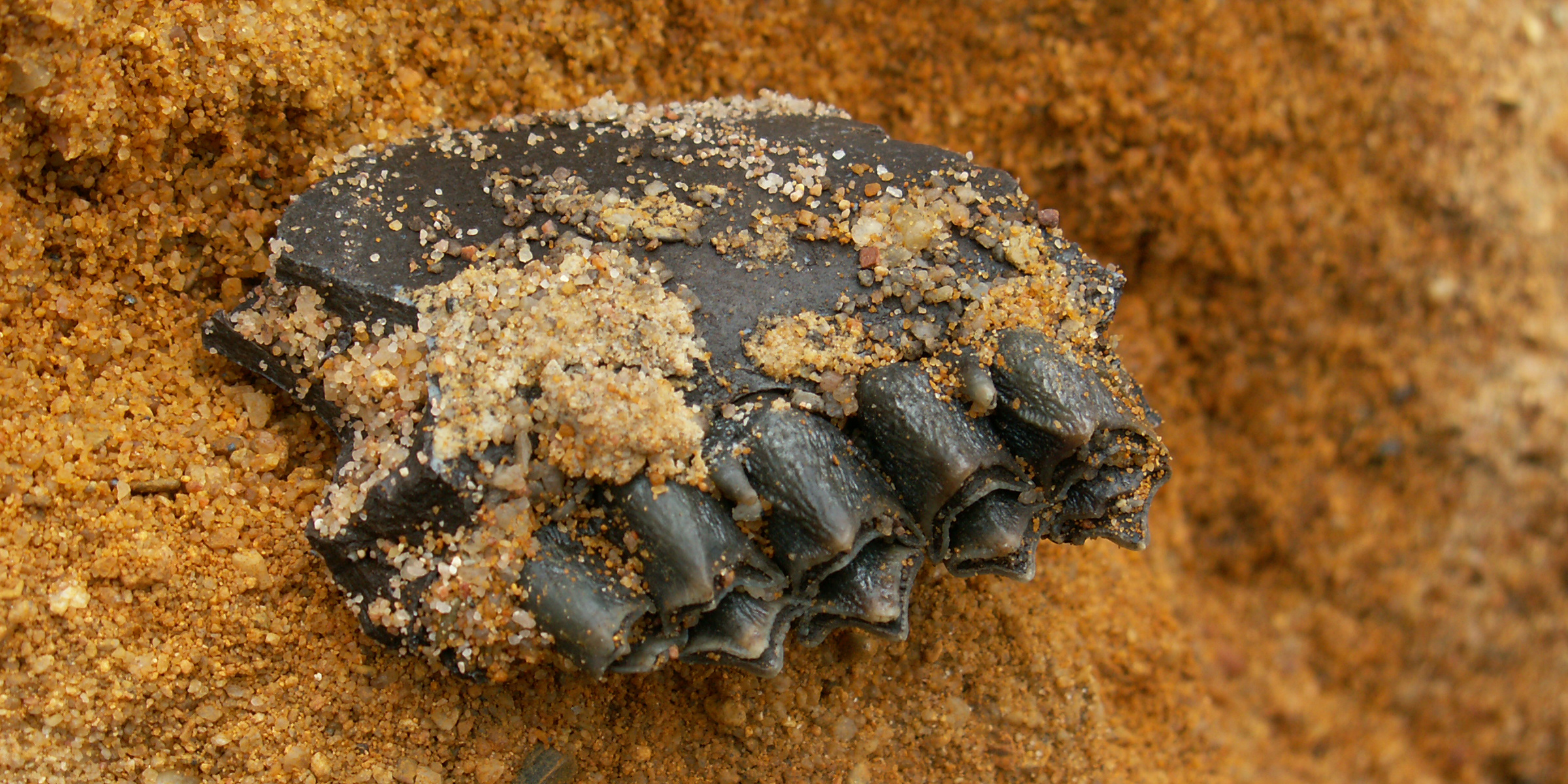 Palaeontology. Photo: (c) NMNHS