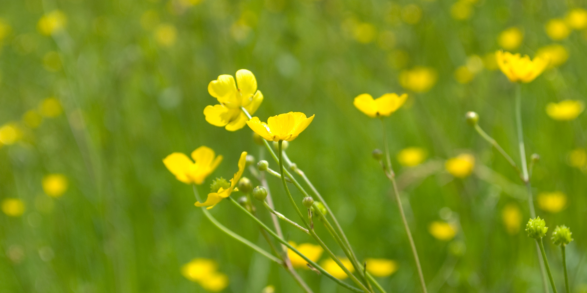 Botany (1). Photo: (c) NMNHS
