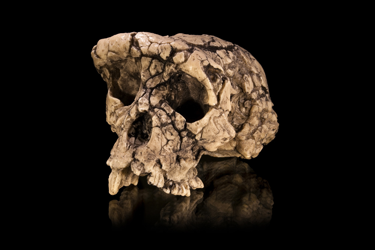 Sahelanthropus tchadensis skull (c) Didier Descouens Wikimedia Commons