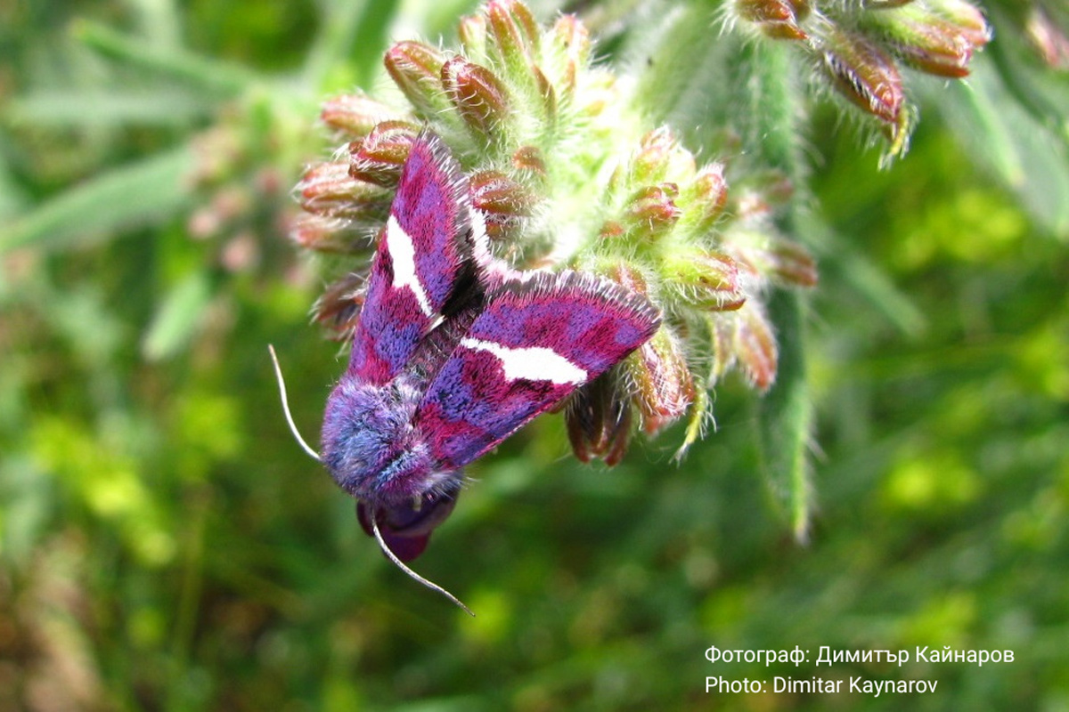 An international entomological expedition will bring together researchers, enthusiasts, conservationists, and genomics experts in the Kresna Gorge this June