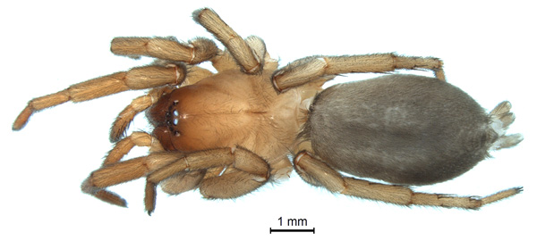 Haplodrassus orientalis, female (1)