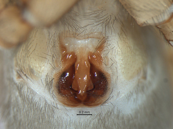 Haplodrassus orientalis, female (2)