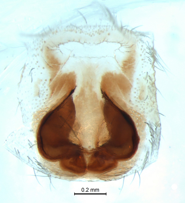 Haplodrassus orientalis, female (3)