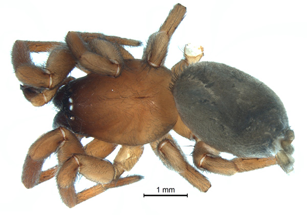 Haplodrassus orientalis, male (1)