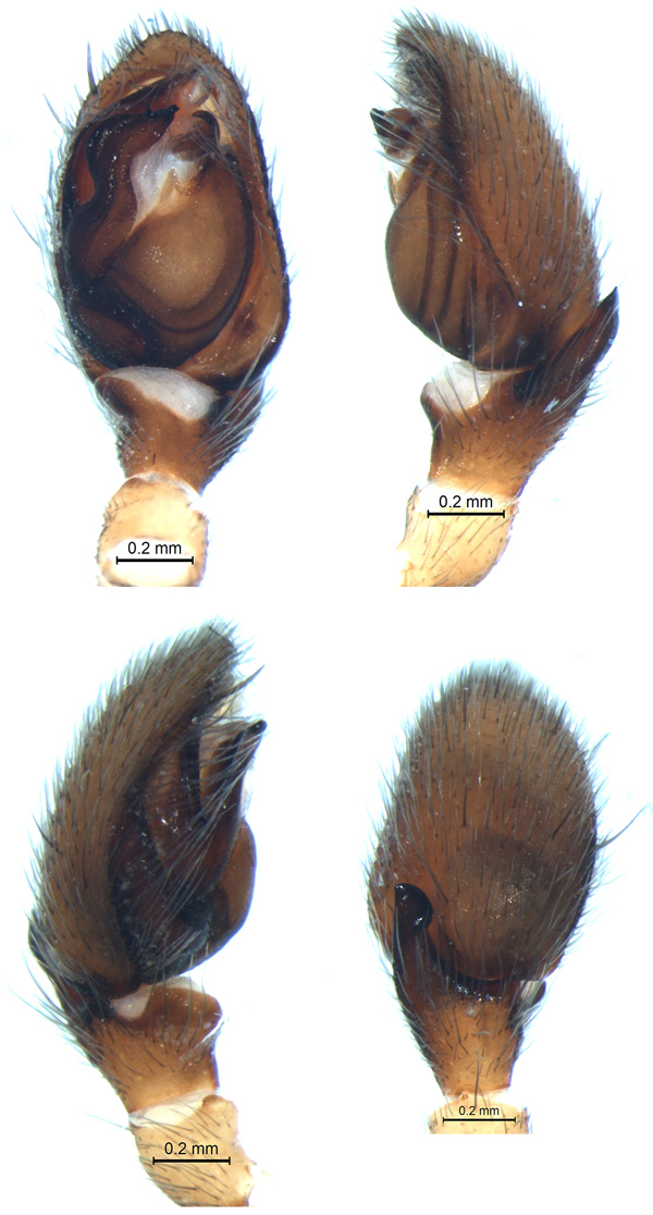 Haplodrassus orientalis, male (2)